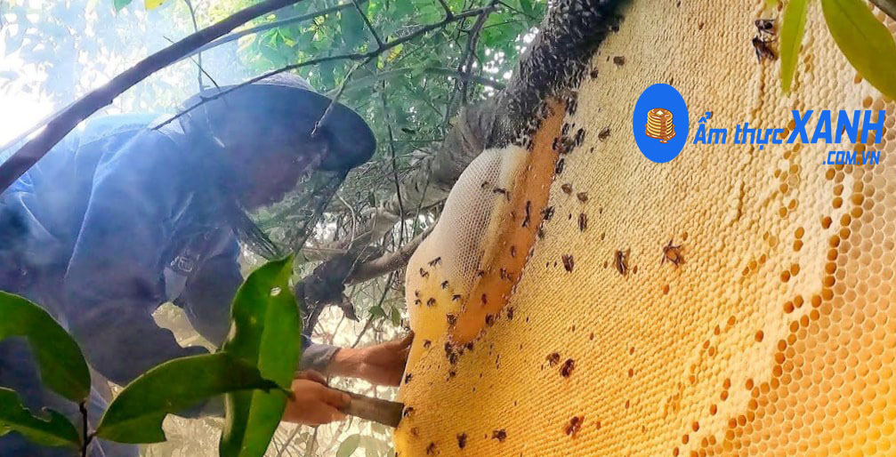 Quá trình khai thác mật ong rừng của Ẩm Thực XANH
